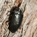 Phanechloros punctipennis - Photo (c) Reiner Richter, some rights reserved (CC BY-NC-SA), uploaded by Reiner Richter