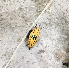 Gasteracantha quadrispinosa