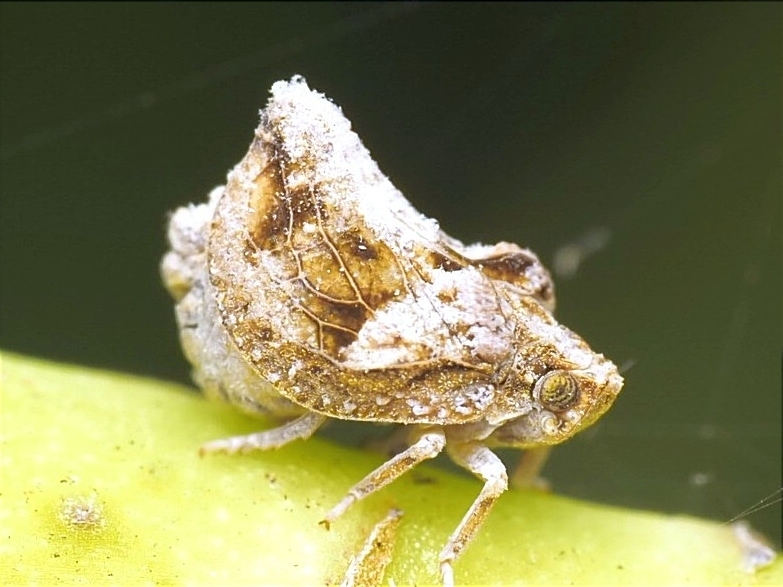 Cyphopterum