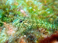 Malacoctenus tetranemus