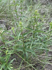 Penstemon watsonii