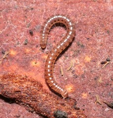 Blaniulidae