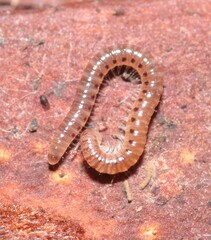 Blaniulidae