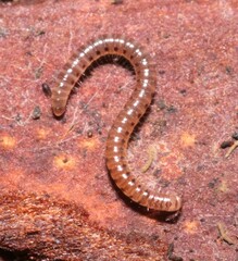Blaniulidae