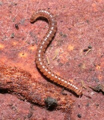 Blaniulidae
