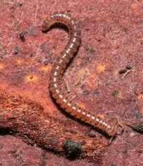 Blaniulidae
