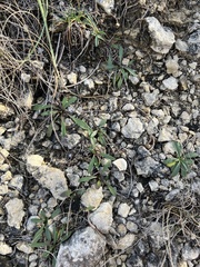 Marshallia caespitosa