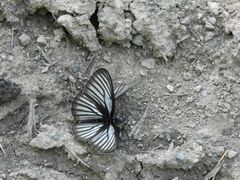 Aldania raddei