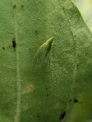 Rhynchomitra recurva