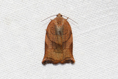 Archips podana
