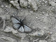 Aldania raddei