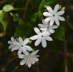 Jasminum elongatum