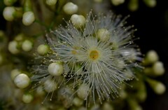 Syzygium tierneyanum