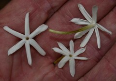 Jasminum elongatum