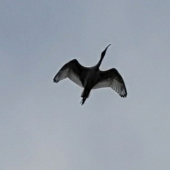 Threskiornis molucca