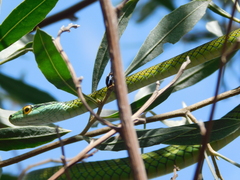 Leptophis ahaetulla marginatus