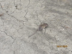 Heteromys irroratus