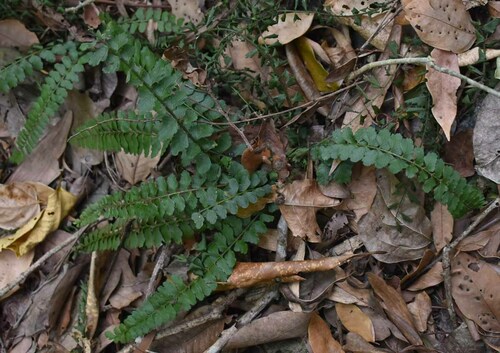 Asplenium paleaceum, 2022-11-16