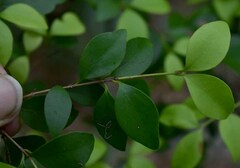 Eugenia reinwardtiana