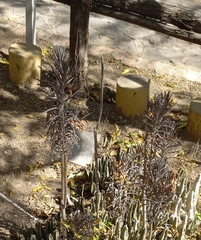 Cereus hildmannianus