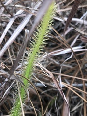 Lycopodiella