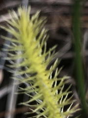 Lycopodiella