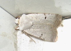 Chersotis margaritacea