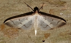 Eulepte