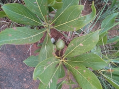 Pygmaeothamnus zeyheri