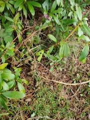 Rhododendron macrophyllum