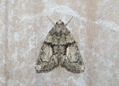 Cryphia pallida