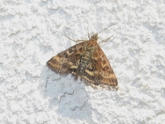 Pyrausta despicata
