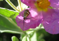 Adela australis