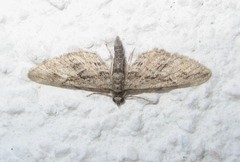 Eupithecia oxycedrata