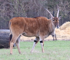 Tragelaphus eurycerus