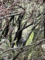 Fringilla coelebs maderensis