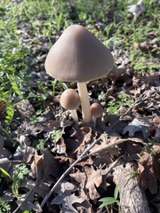 Psathyrella longipes