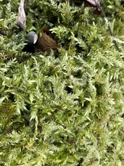 Brachythecium rutabulum