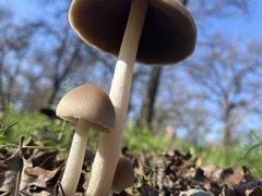 Psathyrella longipes