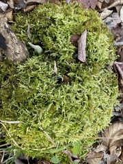 Brachythecium rutabulum