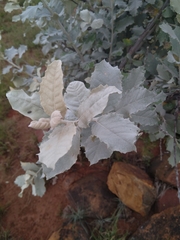 Brachylaena rotundata