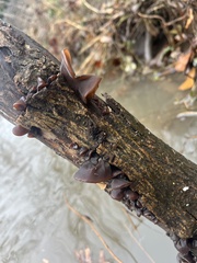 Auricularia auricula-judae