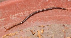 Geophilidae