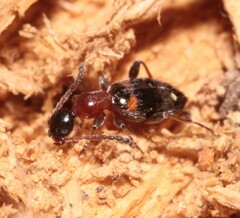 Anthelephila pedestris