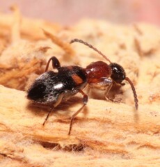 Anthelephila pedestris