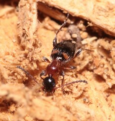 Anthelephila pedestris