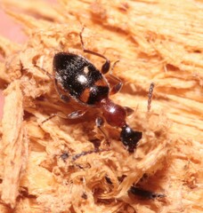 Anthelephila pedestris