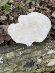 Trametes aesculi