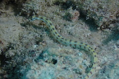 Corythoichthys flavofasciatus