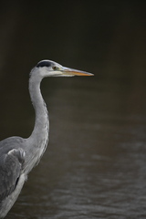 Ardea cinerea